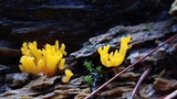 Calocera viscosa image