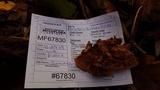 Merulius tremellosus image