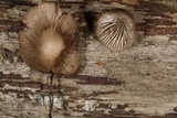 Mycena abramsii image