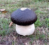 Calvatia cyathiformis image