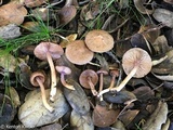 Inocybe cincinnata image