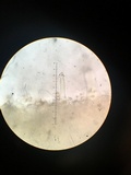 Inocybe cincinnata image