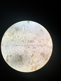 Inocybe cincinnata image