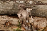 Mycena bulliformis image