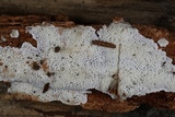 Trechispora mollusca image