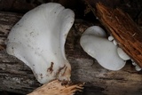 Pleurocybella porrigens image