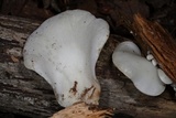 Pleurocybella porrigens image