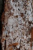 Botryobasidium candicans image