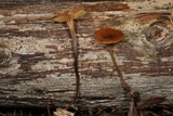 Xeromphalina fulvipes image