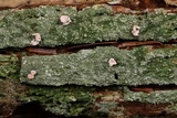 Icmadophila ericetorum image