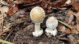 Amanita hallingiana image