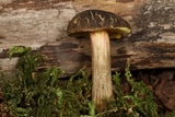 Xerocomellus atropurpureus image