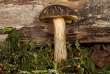 Xerocomellus atropurpureus image