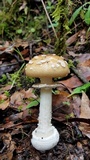 Amanita hallingiana image