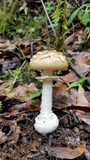 Amanita hallingiana image