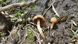 Lacrymaria hypertropicalis image