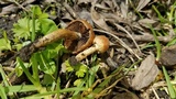 Lacrymaria hypertropicalis image