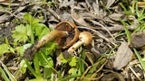 Lacrymaria hypertropicalis image
