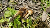 Lacrymaria hypertropicalis image