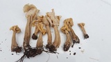 Helvella crispa image