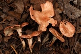 Aphroditeola olida image
