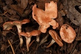 Aphroditeola olida image