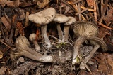 Arrhenia rainierensis image