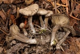 Arrhenia rainierensis image