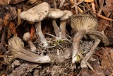Arrhenia rainierensis image