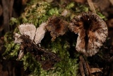 Thelephora caryophyllea image