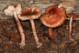 Limacella delicata var. glioderma image