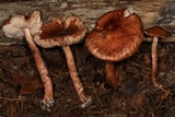 Limacella delicata var. glioderma image