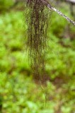 Nodobryoria oregana image