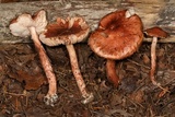 Limacella delicata var. glioderma image