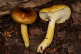 Hygrophorus hypothejus image