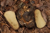 Rhizopogon villosulus image
