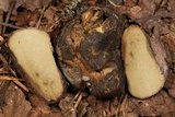 Rhizopogon villosulus image
