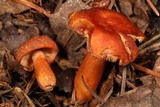 Lactarius substriatus image