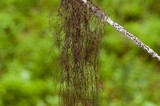 Nodobryoria oregana image