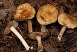 Inocybe ceskae image