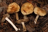Inocybe ceskae image