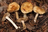 Inocybe ceskae image