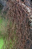 Nodobryoria oregana image