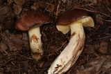 Suillus punctatipes image