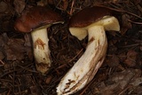 Suillus punctatipes image