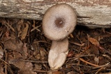 Lactarius pseudomucidus image