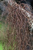 Nodobryoria oregana image