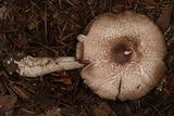 Agaricus moelleri image