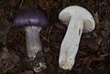 Cortinarius subfoetidus image