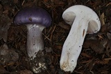 Cortinarius subfoetidus image